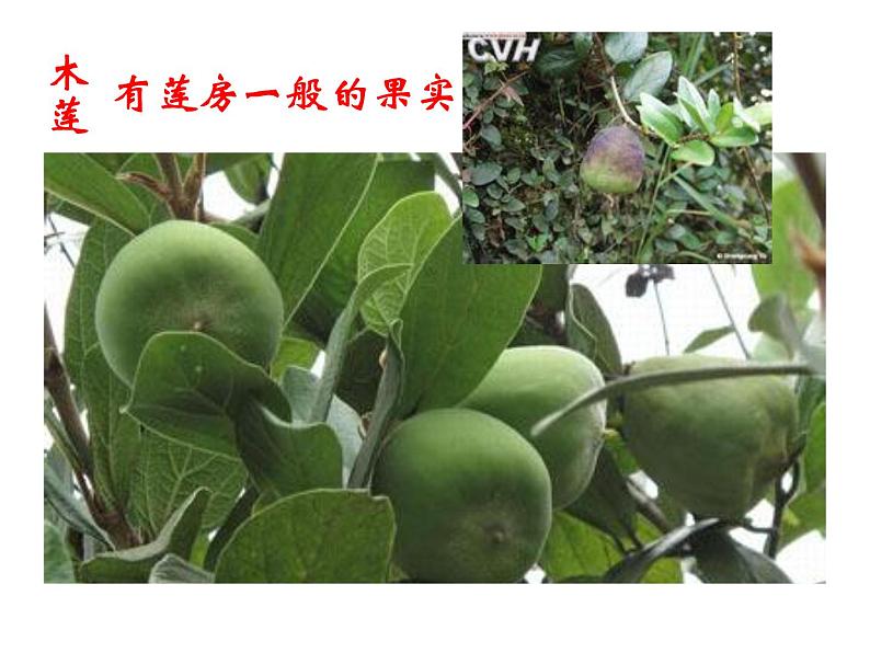 从百草园到三味书屋 课件07