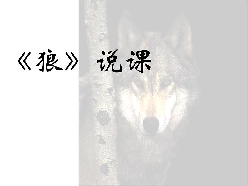 狼 说课课件01