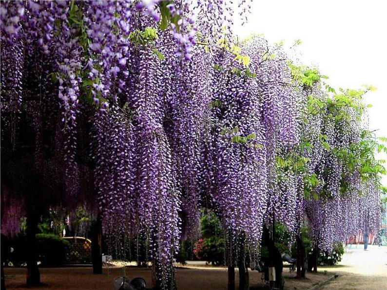 比较阅读《紫藤萝瀑布》课件第3页