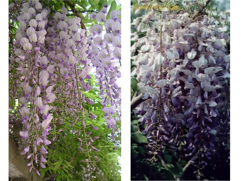 比较阅读《紫藤萝瀑布》课件第5页