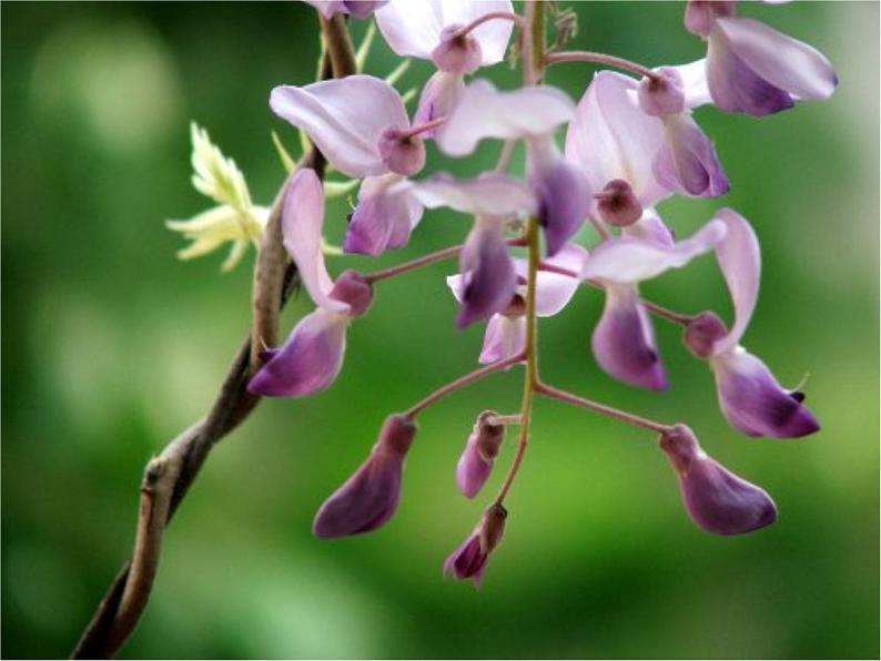 比较阅读《紫藤萝瀑布》课件第6页