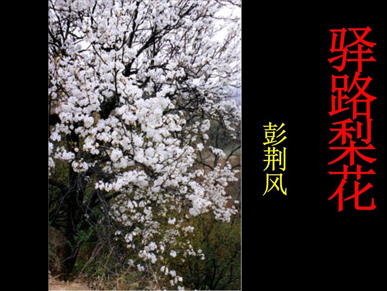驿路梨花 课件第1页