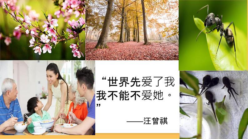 热爱生活之学会观察课件第6页