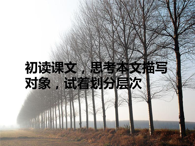 部编版语文《白杨礼赞》PPT课件第7页