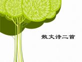 散文诗二首 课件