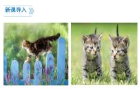 人教部编版七年级上册16 猫教案配套课件ppt