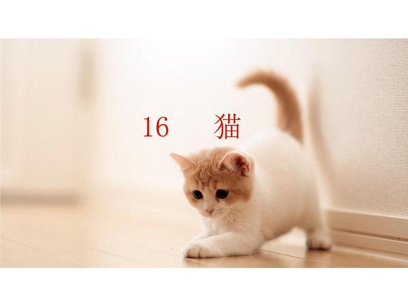 部编版七年级语文上册--16 猫（精品课件）第6页