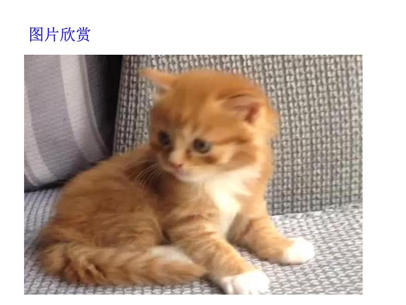 部编版七年级语文上册--16 猫（精品课件1）01