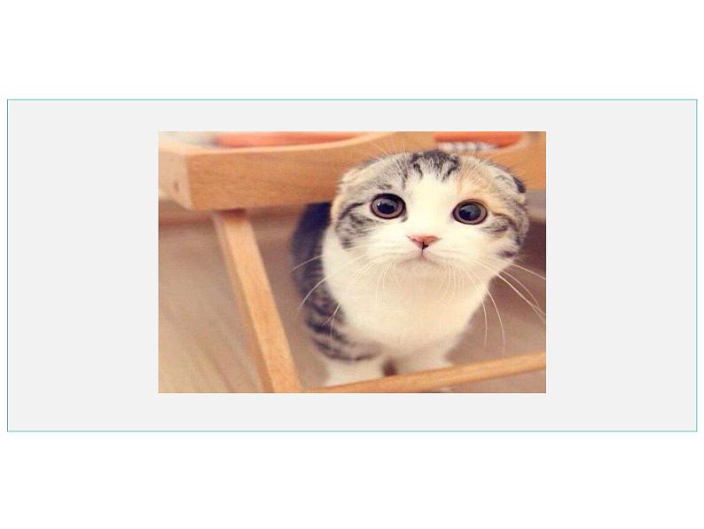 部编版七年级语文上册--16 猫（精品课件1）02