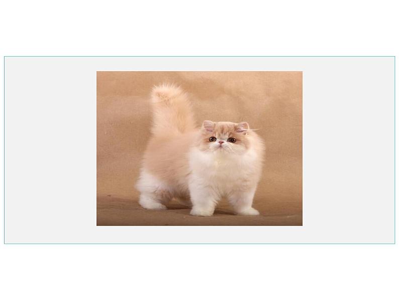 部编版七年级语文上册--16 猫（精品课件1）03