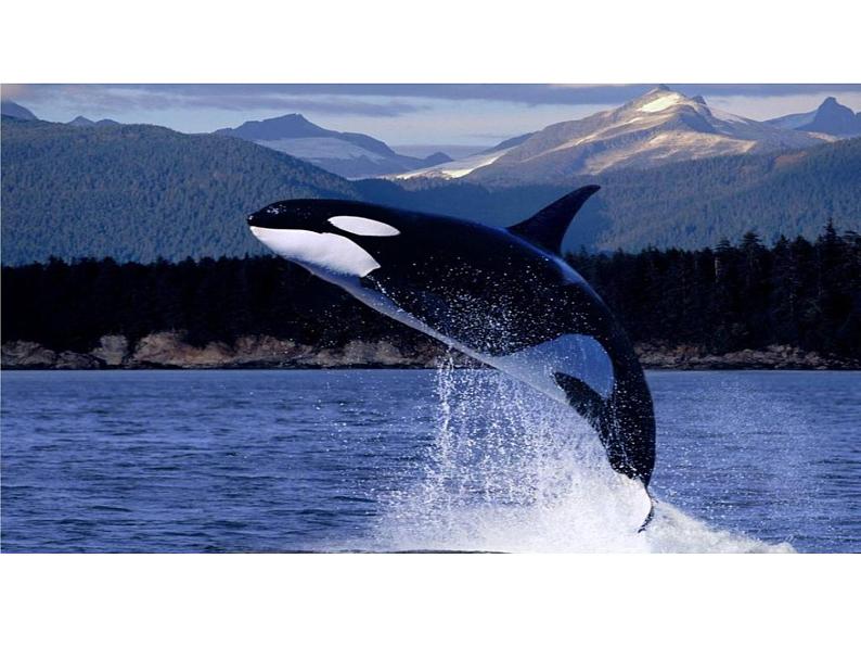 部编版七年级语文上册--17 动物笑谈（精品课件）01