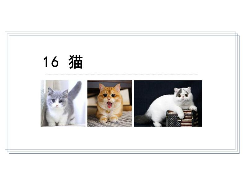 部编版七年级语文上册--16 猫（精品课件2）03