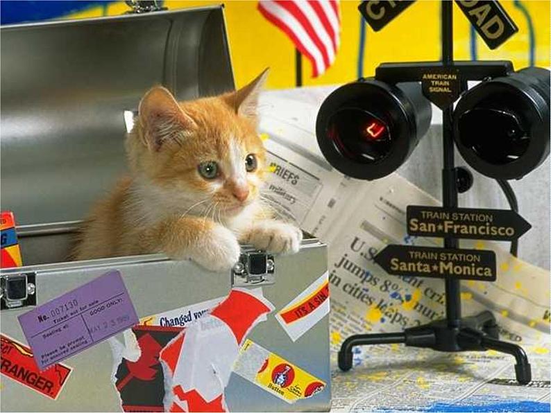 部编版七年级语文上册--16 猫（精品课件4）第4页