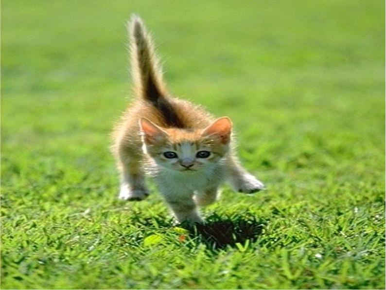 部编版七年级语文上册--16 猫（精品课件4）第5页