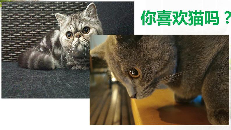 第16课《猫》课件   部编版语文七年级上册第2页