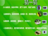 2022-2023学年部编版语文八年级上册《昆虫记》课件