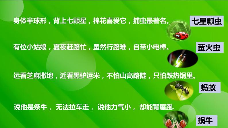 2022-2023学年部编版语文八年级上册《昆虫记》课件第3页