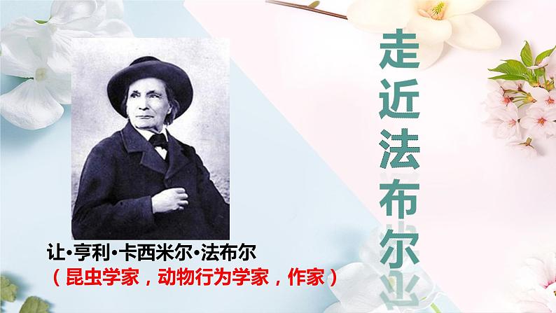 2022-2023学年部编版语文八年级上册《昆虫记》课件第6页