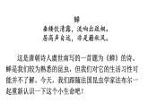 部编版八年级语文上册--第21.课  蝉（课件）