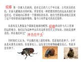 部编版八年级语文上册--《昆虫记》科普作品的阅读（课件）