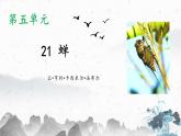 部编版语文八上 第21课 蝉 课件