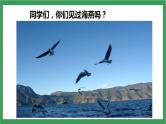 部编版9下语文 4《海燕》课件+教案+练习+说课稿+素材
