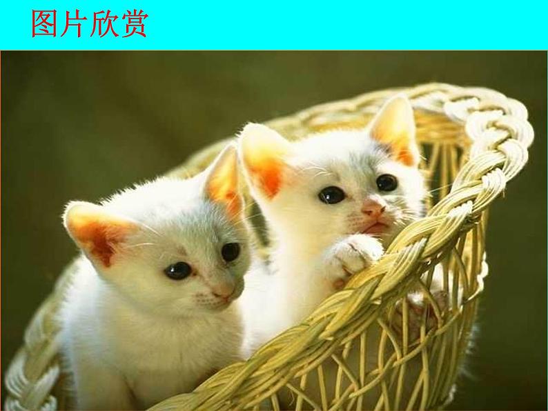猫 教学课件01
