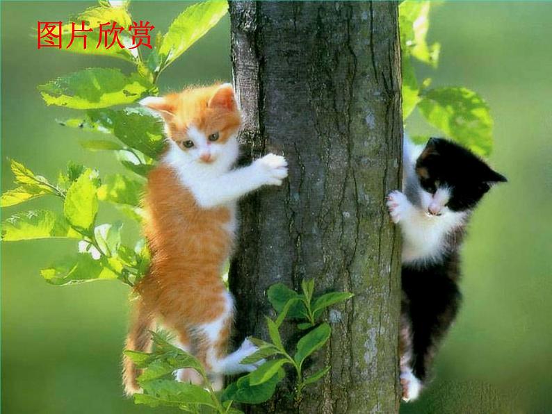 猫 教学课件02