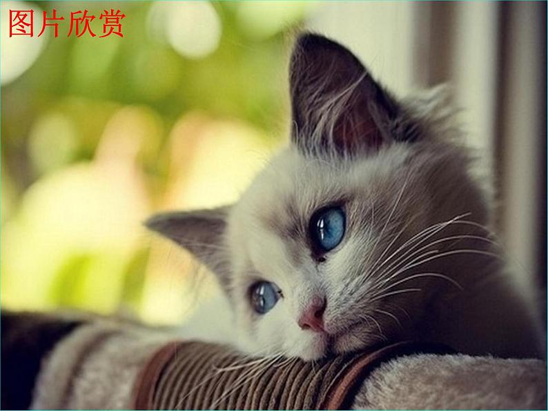 猫 教学课件03
