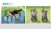 七年级上册16 猫多媒体教学课件ppt