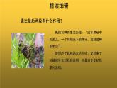 【教学课件】蝉第二课时示范课件