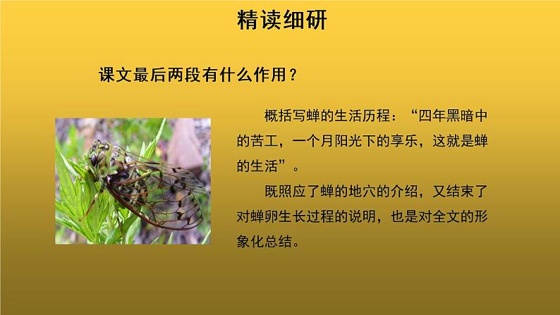【教学课件】蝉第二课时示范课件第4页