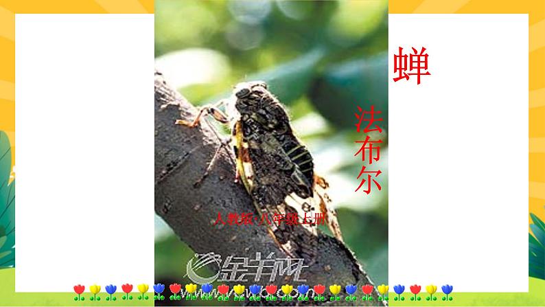 21《蝉》课件PPT+导学案+练习课件+课文朗读01