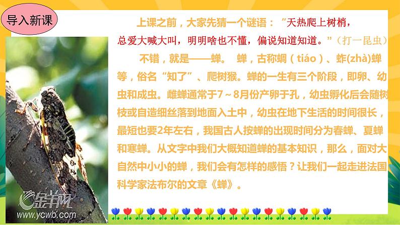 21《蝉》课件PPT+导学案+练习课件+课文朗读02