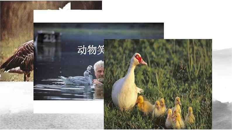 第17课《动物笑谈》课件 2022—2023学年部编版语文七年级上册02