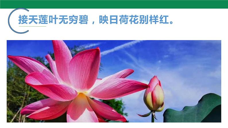 17 爱莲说 课件第5页