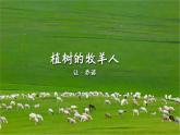 人教统编版语文第13课《植树的牧羊人》课件