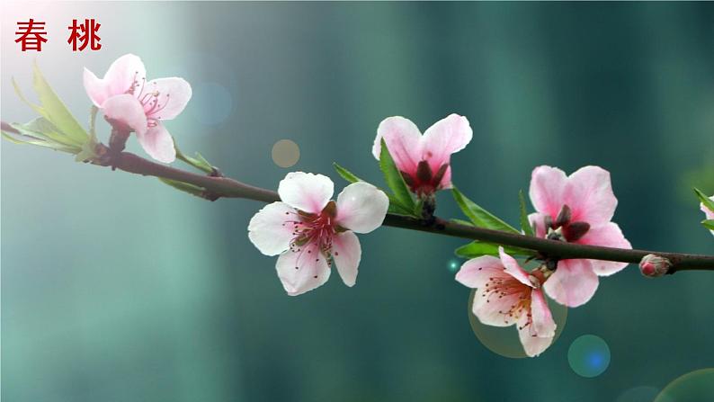 人教语文八下 第2单元 5《大自然的语言》 PPT课件01