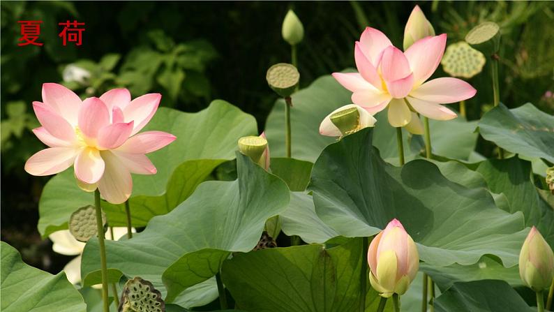 人教语文八下 第2单元 5《大自然的语言》 PPT课件02