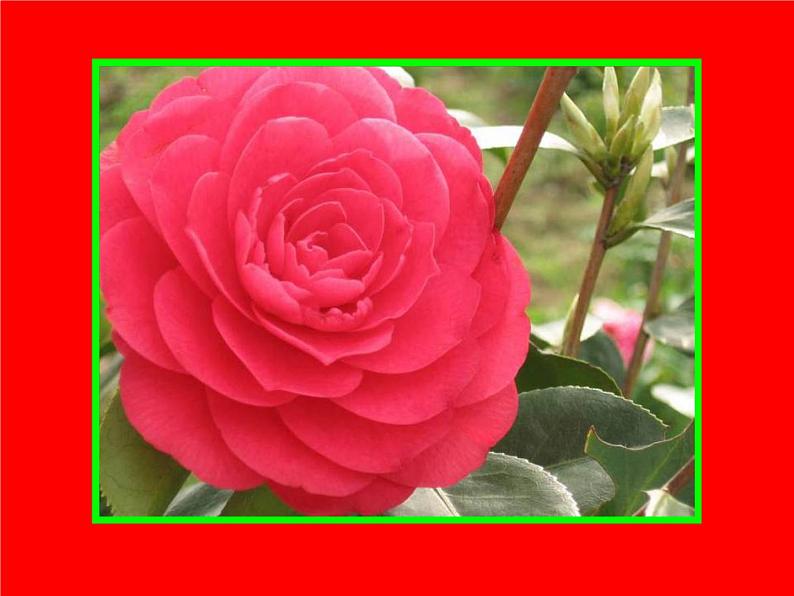 初中语文7下16 爱莲说 PPT视频朗读教学课件第5页