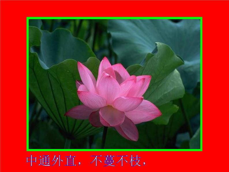 初中语文7下16 爱莲说 PPT视频朗读教学课件第8页
