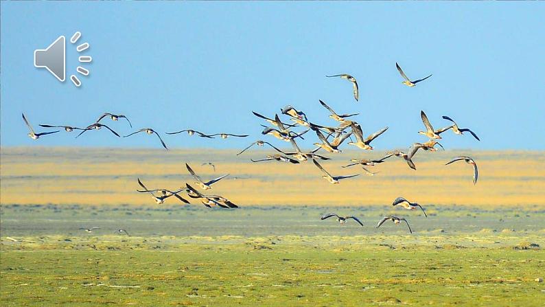 5 大自然的语言第1页