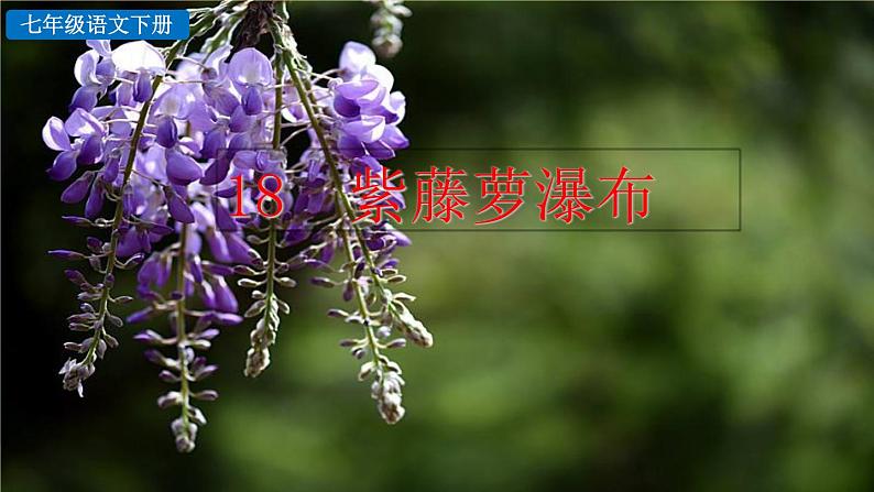 18 《紫藤萝瀑布》探究积累课件第1页