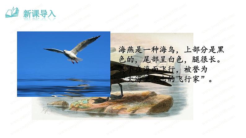 第4课《海燕》教学课件2021-2022学年部编版语文九年级下册第3页