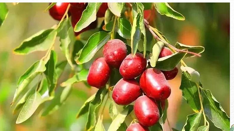 第19课《枣儿》-2022-2023学年九年级语文下册同步精讲课件第2页