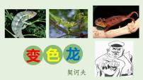 初中语文6 变色龙获奖ppt课件