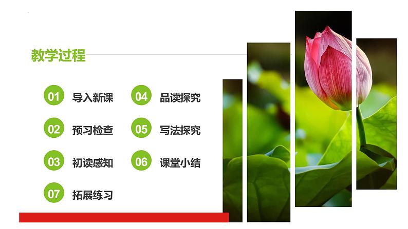 荷叶·母亲 课件01