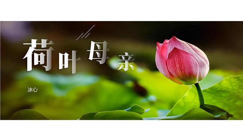 荷叶·母亲 课件02