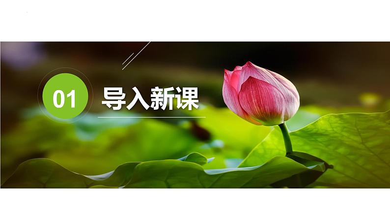 荷叶·母亲 课件03