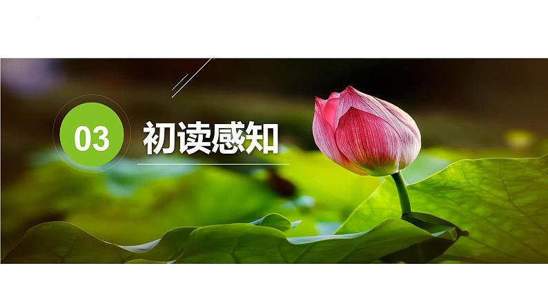 荷叶·母亲 课件08